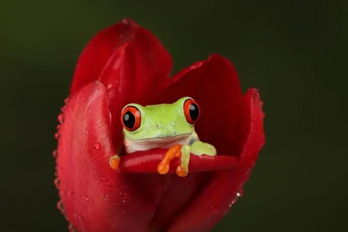 Estas 30 fotos de animales fueron elegidas por el público como las mejores del concurso de Photocrowd