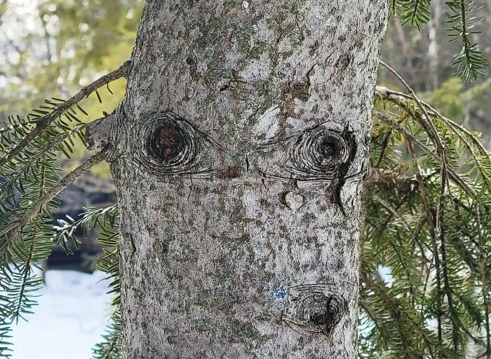 This Tree Ws Staring At Me