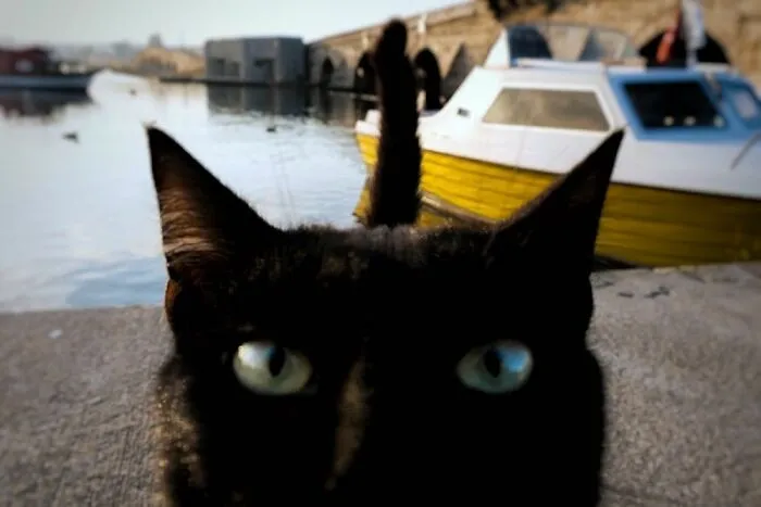 This Photographer Documents Street Cats, And Here Are His 30 Best Shots