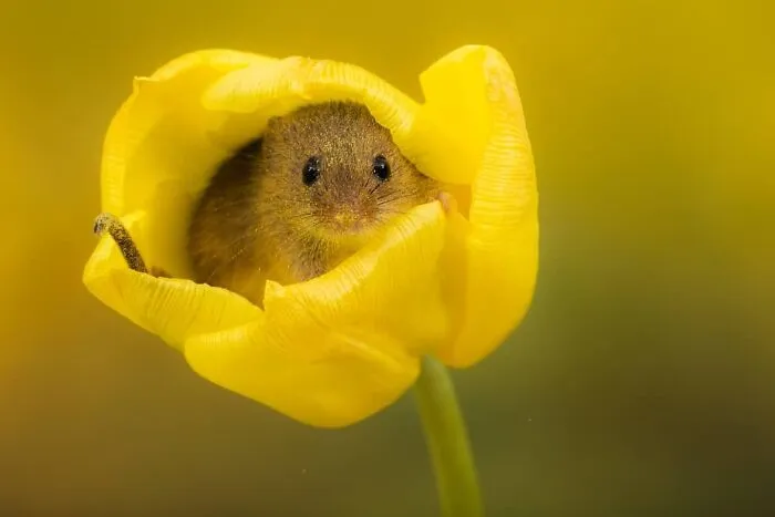 Estas 30 fotos de animales fueron elegidas por el público como las mejores del concurso de Photocrowd