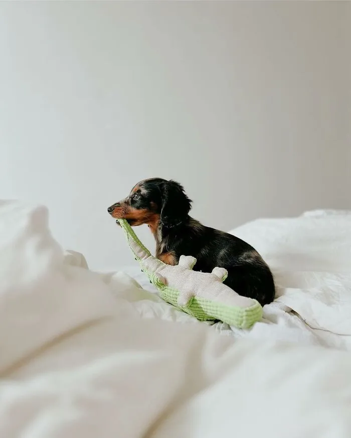 This Page Is Dedicated To Dachshunds, And These 90 Pics Show Why People Love Them