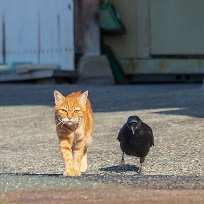 This Page Posts Pics Of Animals With Powerful Auras, And These 63 Are Hilarious (New Pics)