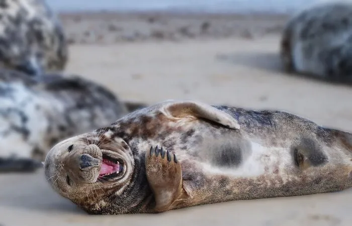 Estas 30 fotos de animales fueron elegidas por el público como las mejores del concurso de Photocrowd