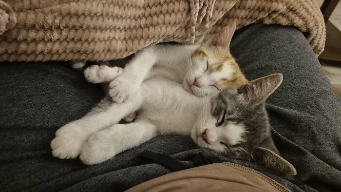 30 People Spilled The Beans On How They Became Cat Owners, And The Stories Are Just Too Wholesome