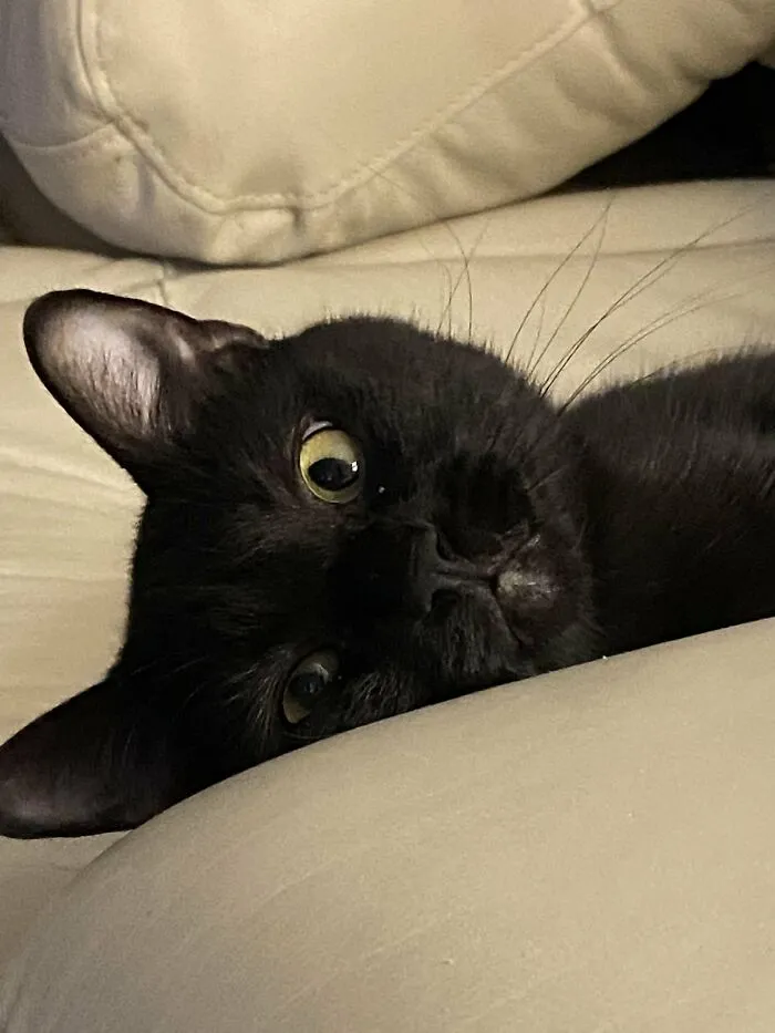 30 People Spilled The Beans On How They Became Cat Owners, And The Stories Are Just Too Wholesome