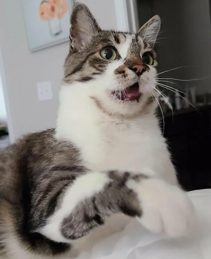 30 People Spilled The Beans On How They Became Cat Owners, And The Stories Are Just Too Wholesome