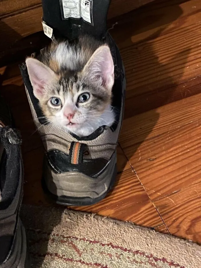 30 People Spilled The Beans On How They Became Cat Owners, And The Stories Are Just Too Wholesome