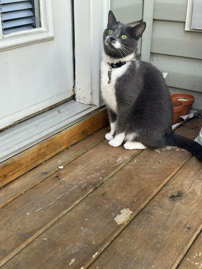 30 People Spilled The Beans On How They Became Cat Owners, And The Stories Are Just Too Wholesome