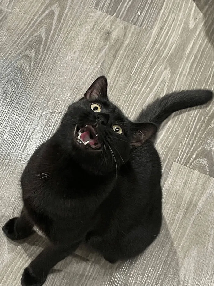 30 People Spilled The Beans On How They Became Cat Owners, And The Stories Are Just Too Wholesome