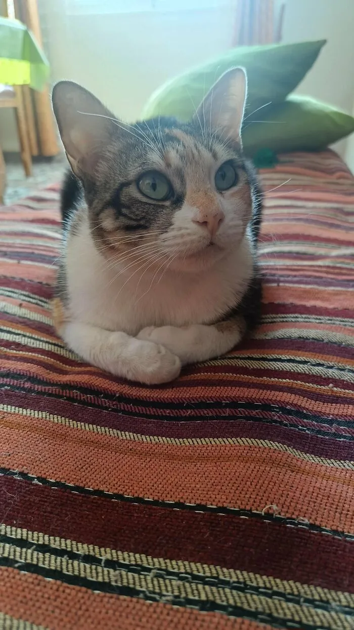 30 People Spilled The Beans On How They Became Cat Owners, And The Stories Are Just Too Wholesome