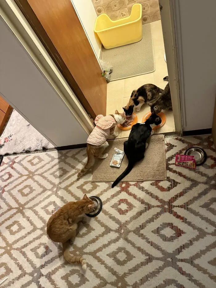 30 People Spilled The Beans On How They Became Cat Owners, And The Stories Are Just Too Wholesome