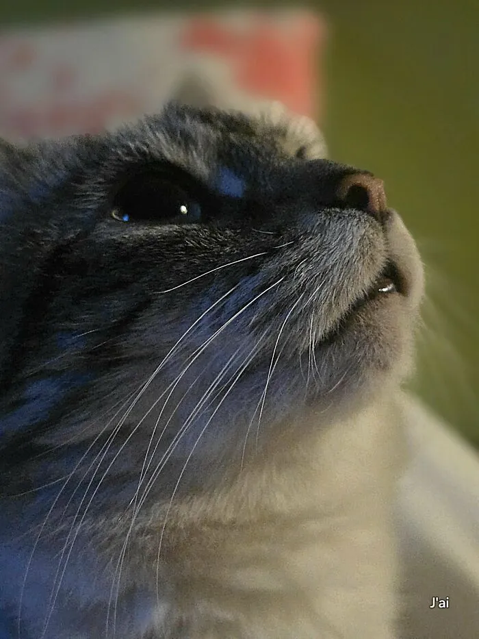 30 People Spilled The Beans On How They Became Cat Owners, And The Stories Are Just Too Wholesome