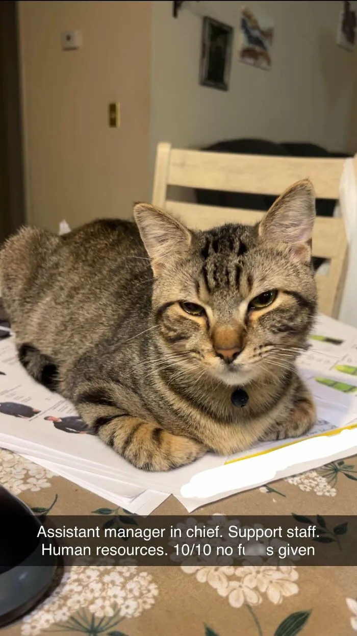 30 People Spilled The Beans On How They Became Cat Owners, And The Stories Are Just Too Wholesome