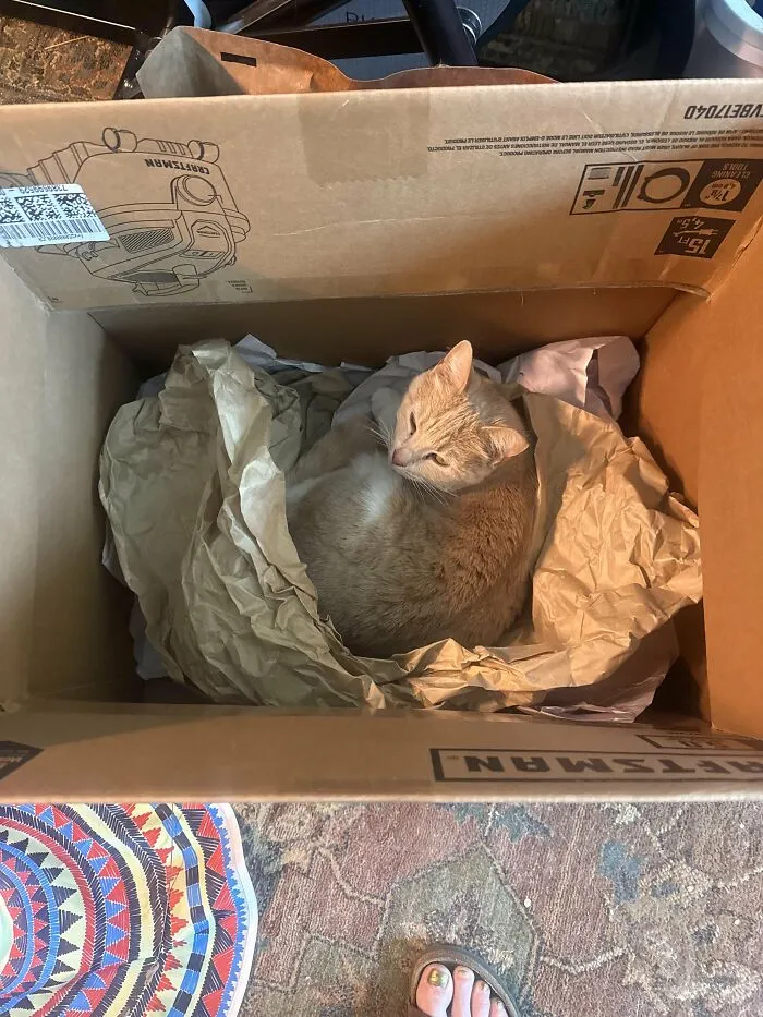 30 People Spilled The Beans On How They Became Cat Owners, And The Stories Are Just Too Wholesome