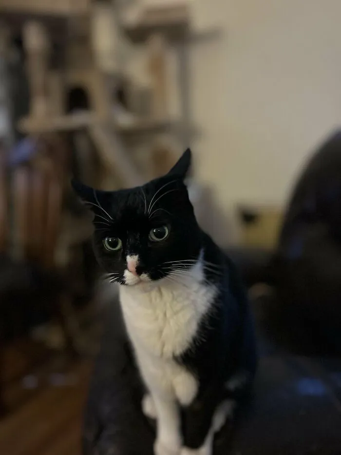 30 People Spilled The Beans On How They Became Cat Owners, And The Stories Are Just Too Wholesome