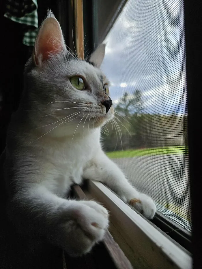 30 People Spilled The Beans On How They Became Cat Owners, And The Stories Are Just Too Wholesome