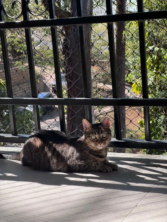 30 People Spilled The Beans On How They Became Cat Owners, And The Stories Are Just Too Wholesome