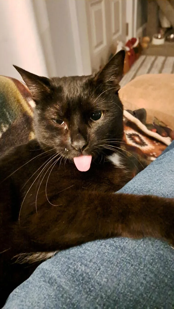 30 People Spilled The Beans On How They Became Cat Owners, And The Stories Are Just Too Wholesome