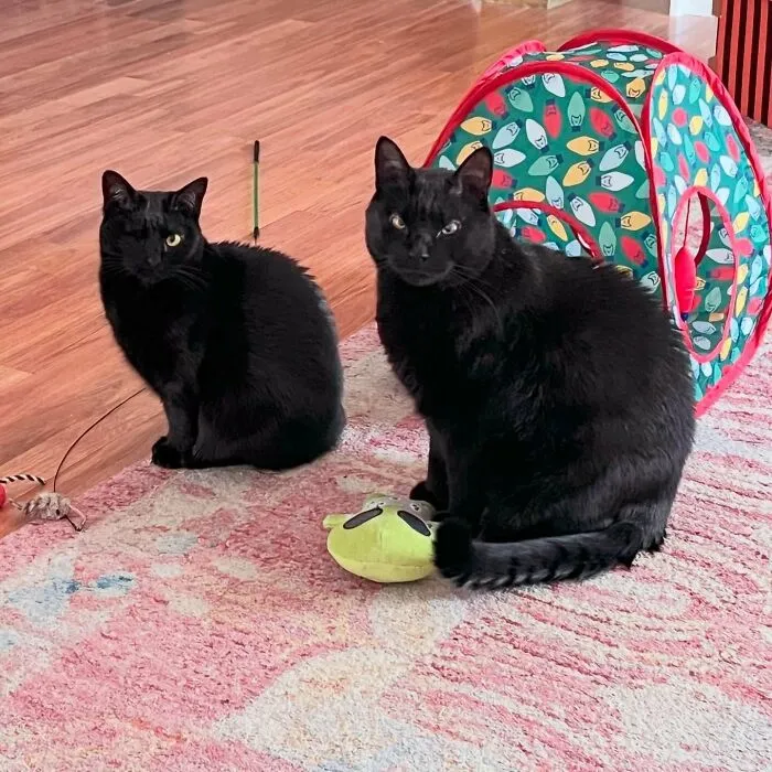 30 People Spilled The Beans On How They Became Cat Owners, And The Stories Are Just Too Wholesome