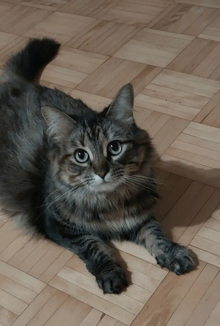 30 People Spilled The Beans On How They Became Cat Owners, And The Stories Are Just Too Wholesome