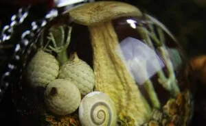 I Spent Over Five Years Perfecting My "Dome Technique" To Turn Tiny Forest Fragments Into Optical Art