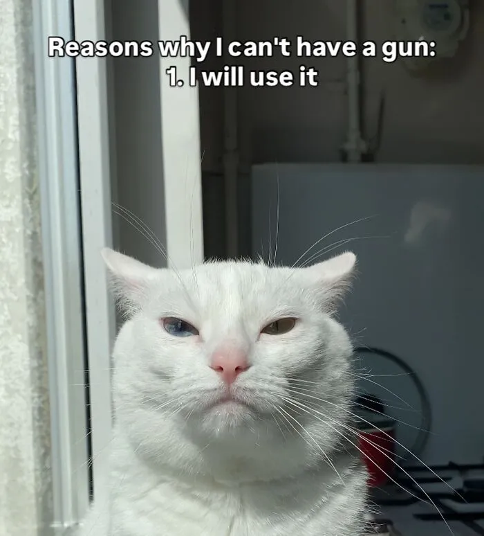45 Feel-Good Memes From 'A Cat Named Snowflake'