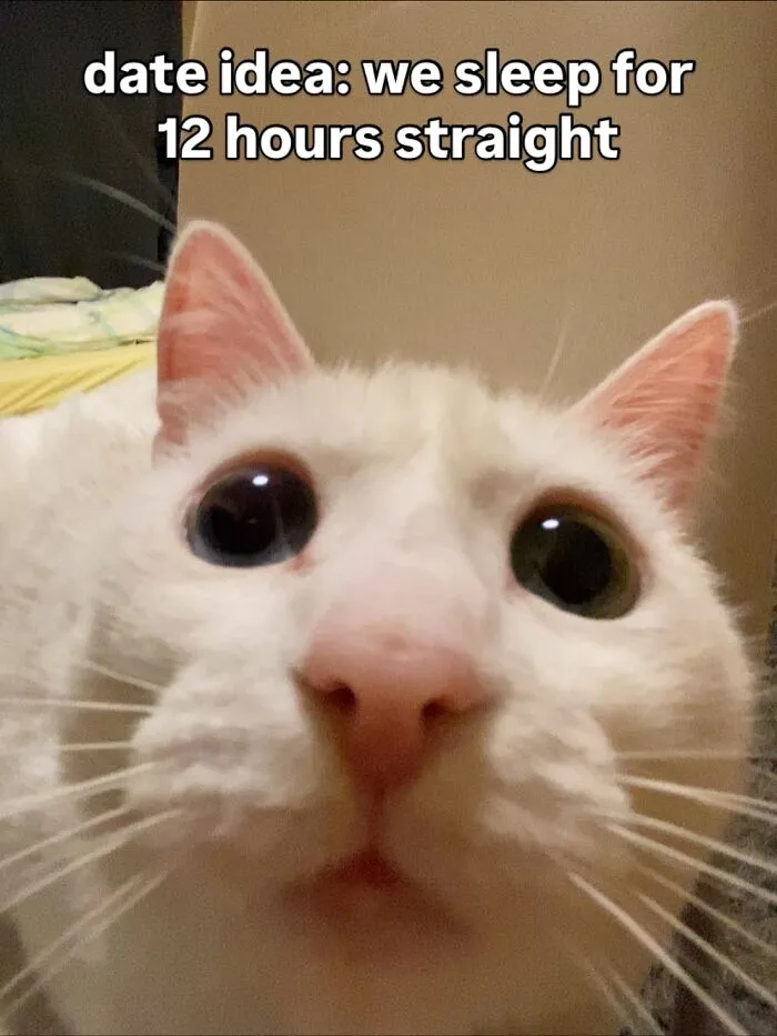 45 Feel-Good Memes From 'A Cat Named Snowflake'