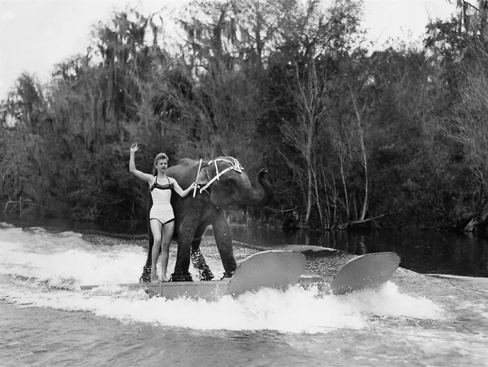 Queenie - Water-Skiing Elephant