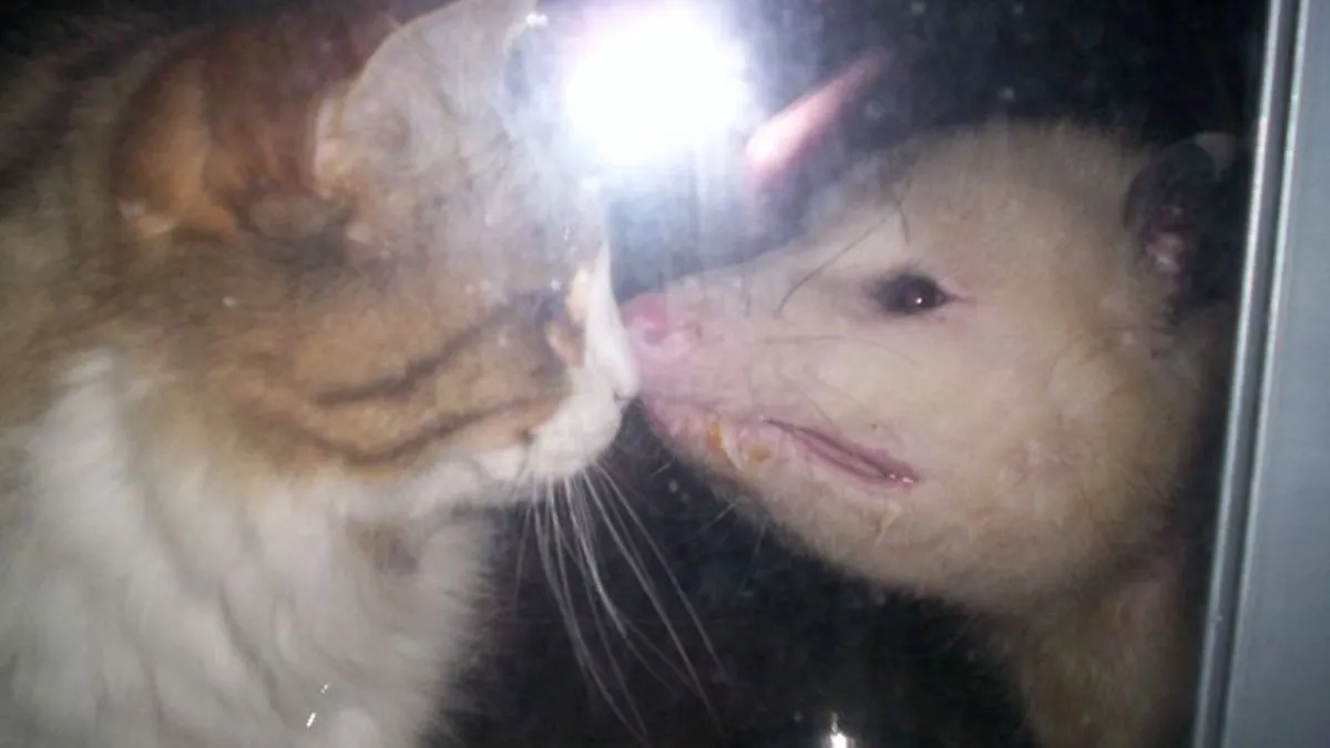 69 Bizarre Things People Witnessed With Their Own Eyes That Had No Logical Explanation