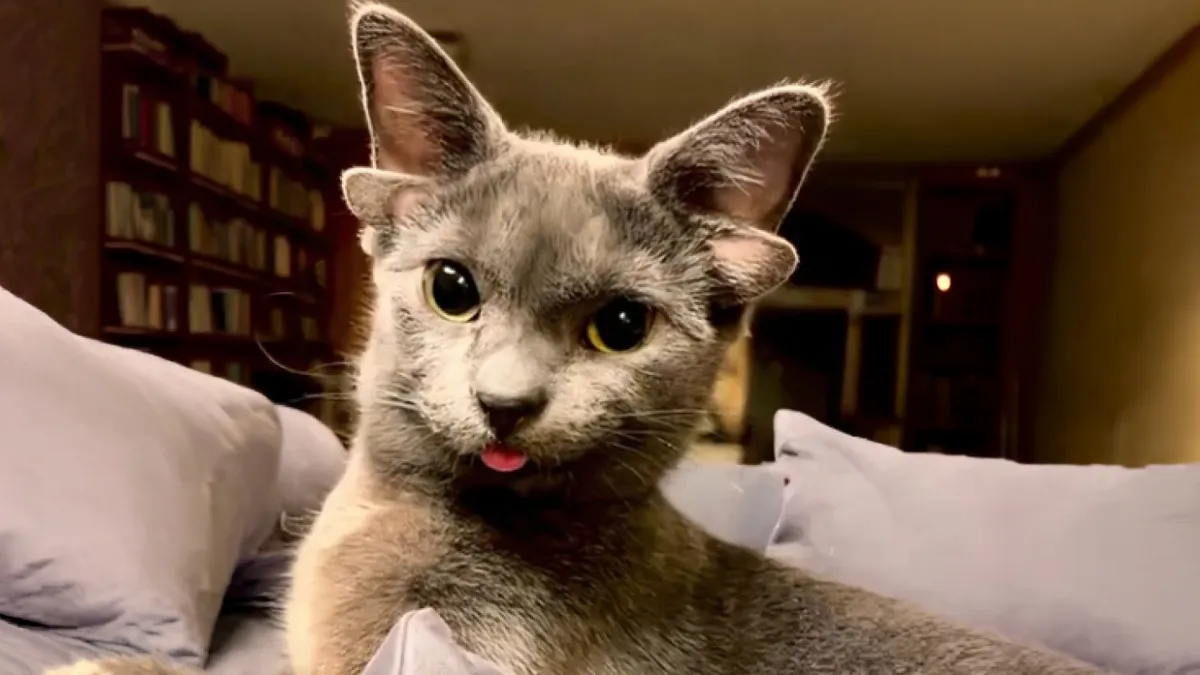 “1 In 2,000,000”: 46 Animals With Rare Genetic Mutations That Don’t Even Look Real (New Pics)