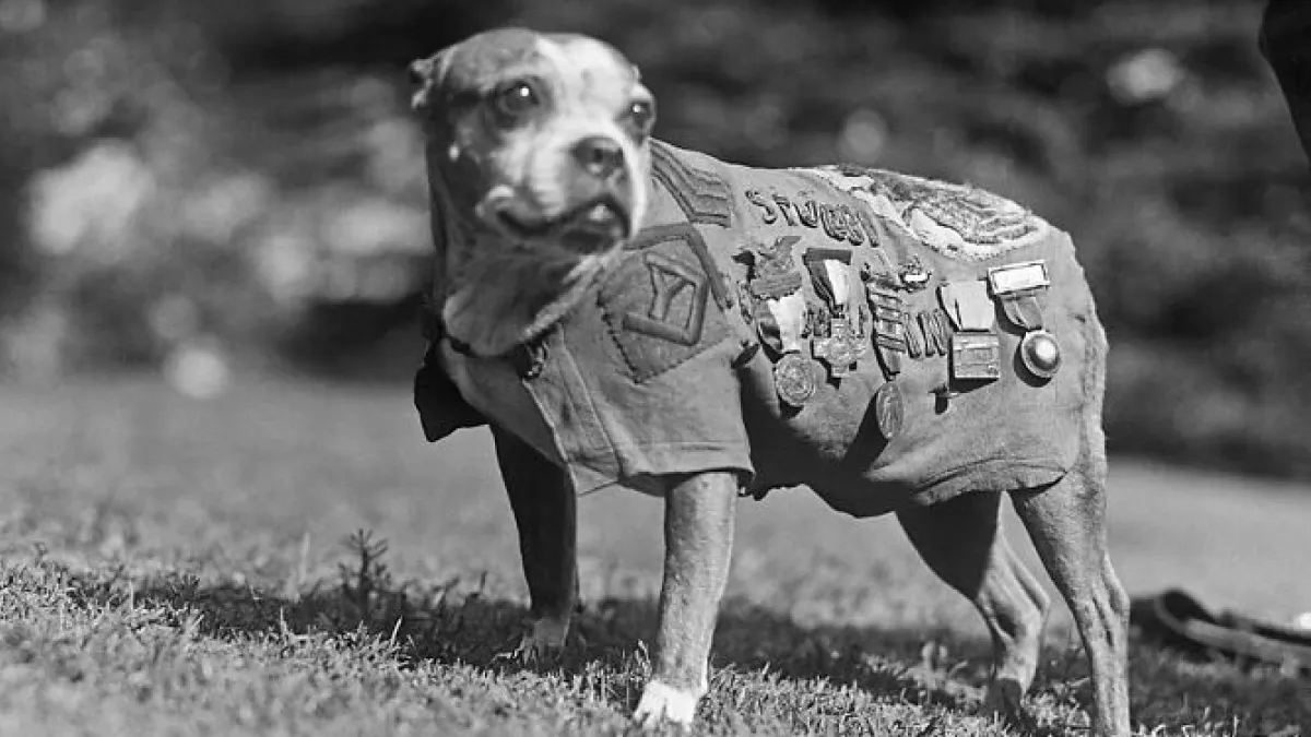 If You Love Animals, You Might Like These Stories About Working Pets (14 Vintage Pics)