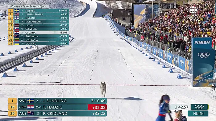 Wolfdog Invades Winter Olympics Women's Cross Country Skiing Race
