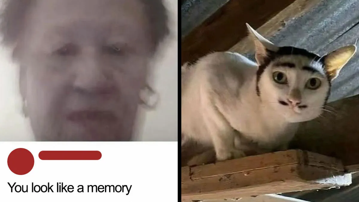 80 Random Pics That Don’t Need Context To Be Funny