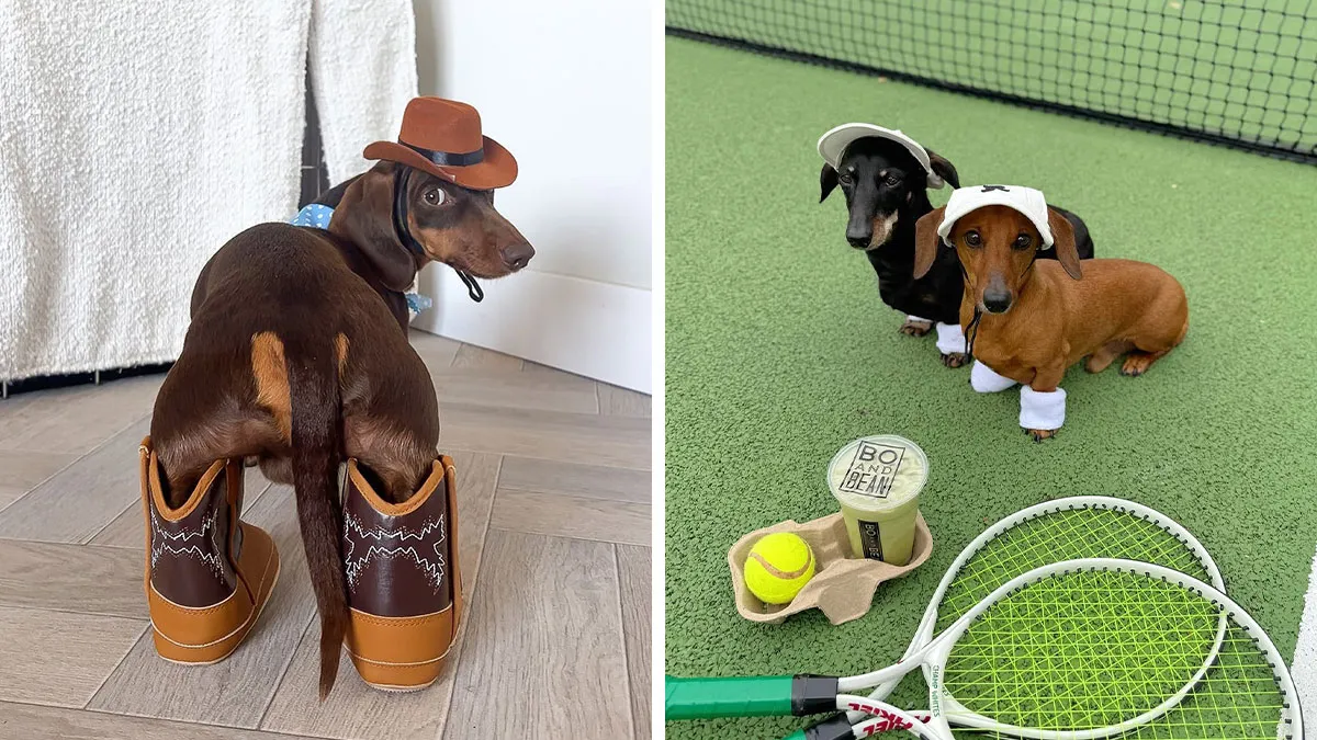 This Page Is Dedicated To Dachshunds, And These 90 Pics Show Why People Love Them