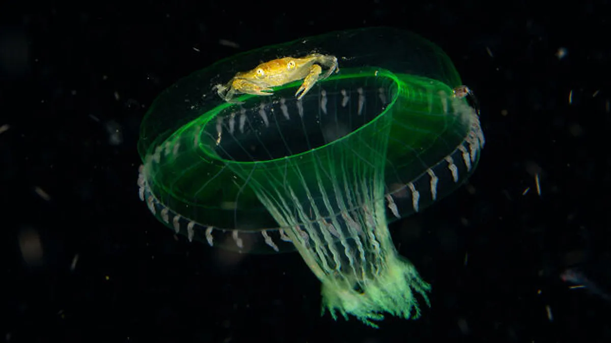 23 Wildlife Photos Shortlisted For The Natural History Museum People’s Choice Award