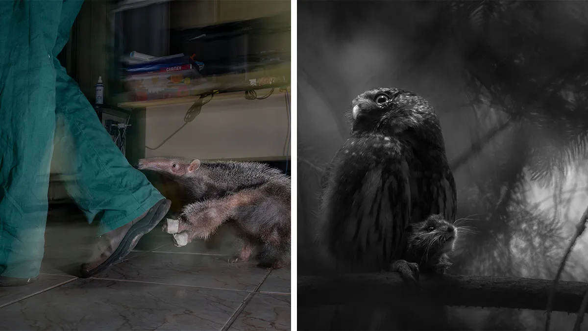 Natural History Museum Reveals Wildlife Photographer Of The Year 2025 Winners (33 Pics)