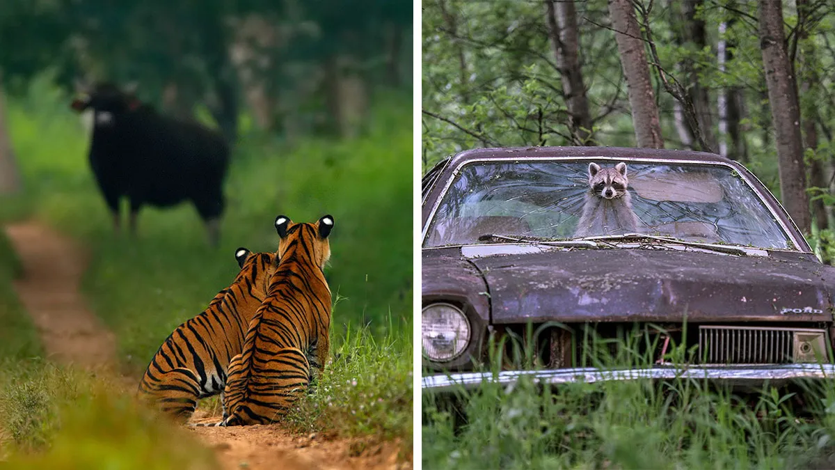 50 Jaw-Dropping Wildlife Photos From The People’s Choice Award