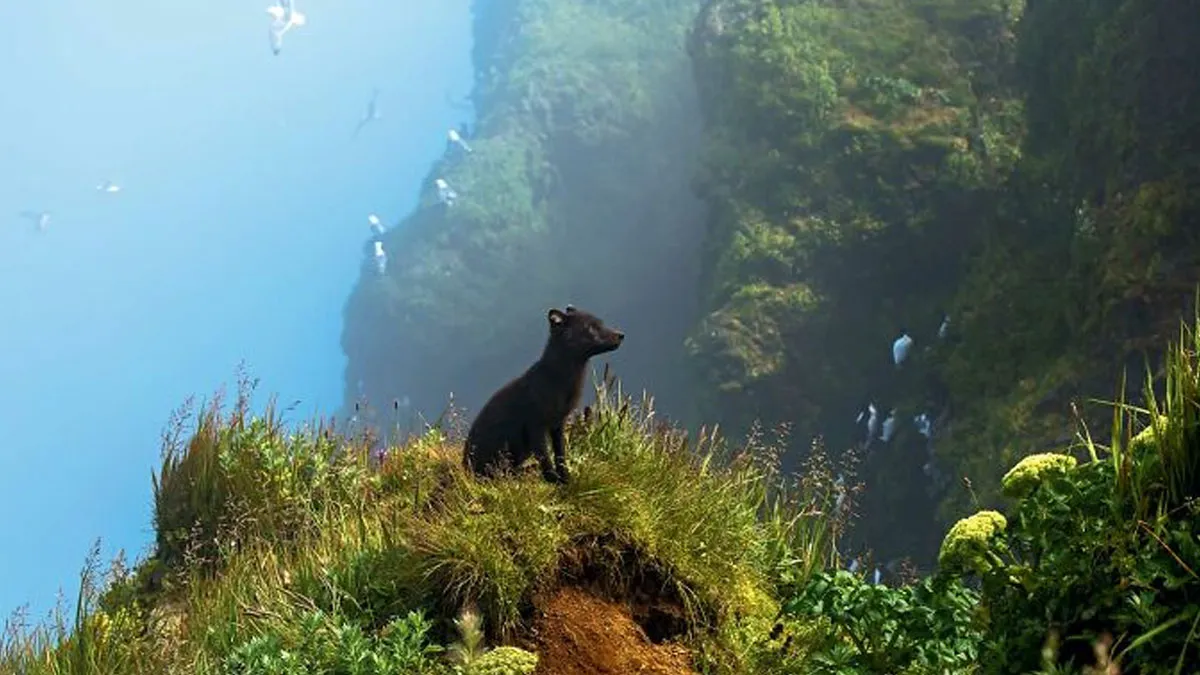 The Most Powerful Winning Photos From The 2025 National Wildlife Photo Contest (22 Pics)