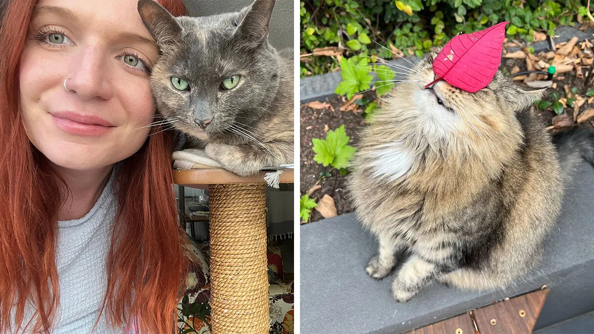 Woman Keeps Traveling By Taking Care Of Other People’s Cats, And These 68 New Pics Show The Reality Of The Job