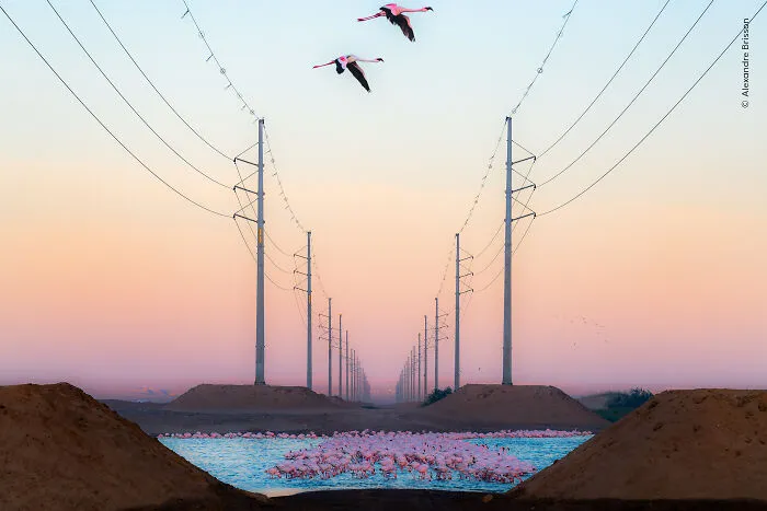 23 Wildlife Photos Shortlisted For The Natural History Museum People’s Choice Award