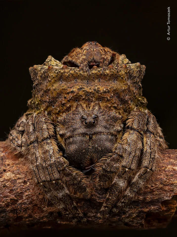 23 Wildlife Photos Shortlisted For The Natural History Museum People’s Choice Award