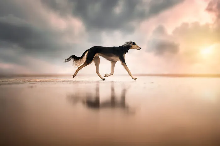 “Walk On Water” By Joyce Helms-Harkema