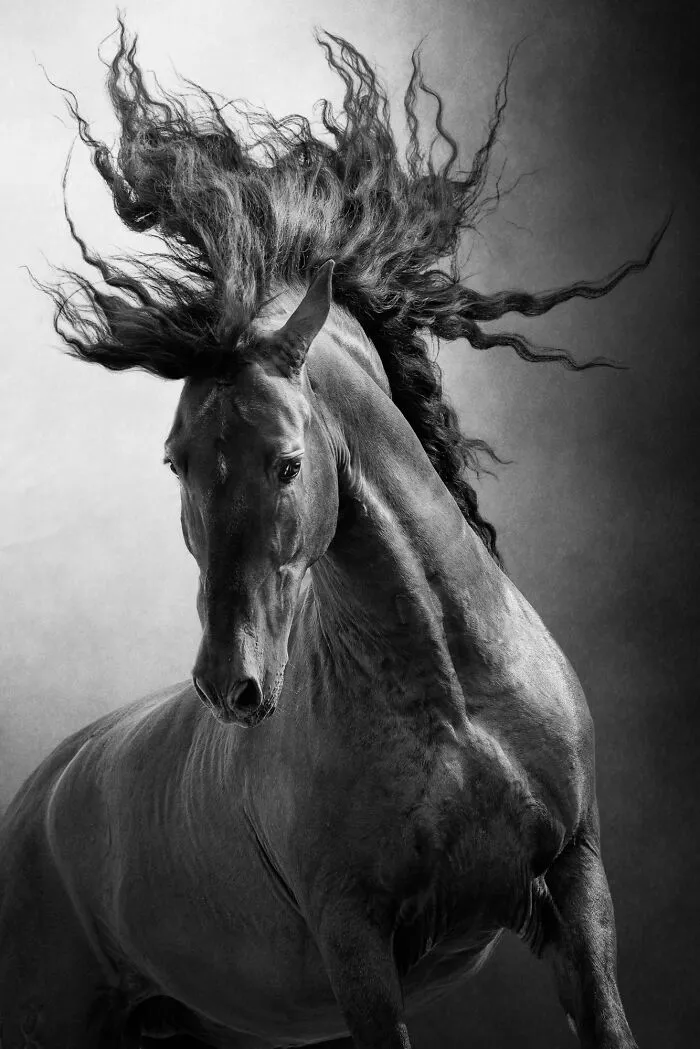“Unbridled” By Aga Karmol
