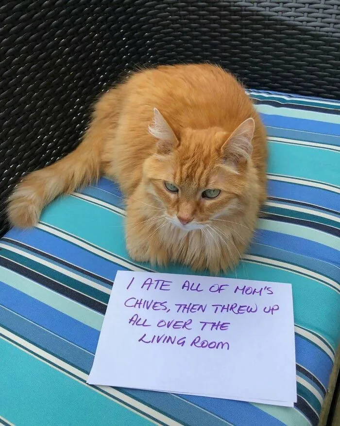 Cat Shaming