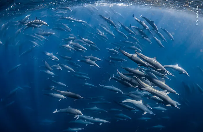 23 Wildlife Photos Shortlisted For The Natural History Museum People’s Choice Award