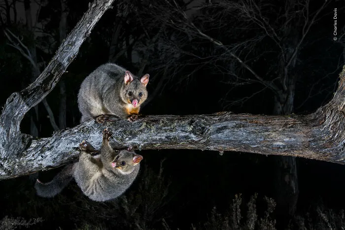 23 Wildlife Photos Shortlisted For The Natural History Museum People’s Choice Award