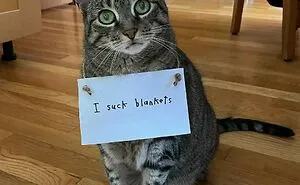 47 Times Pets Were Publicly Shamed For Their Hilariously ‘Horrible Crimes’ 
