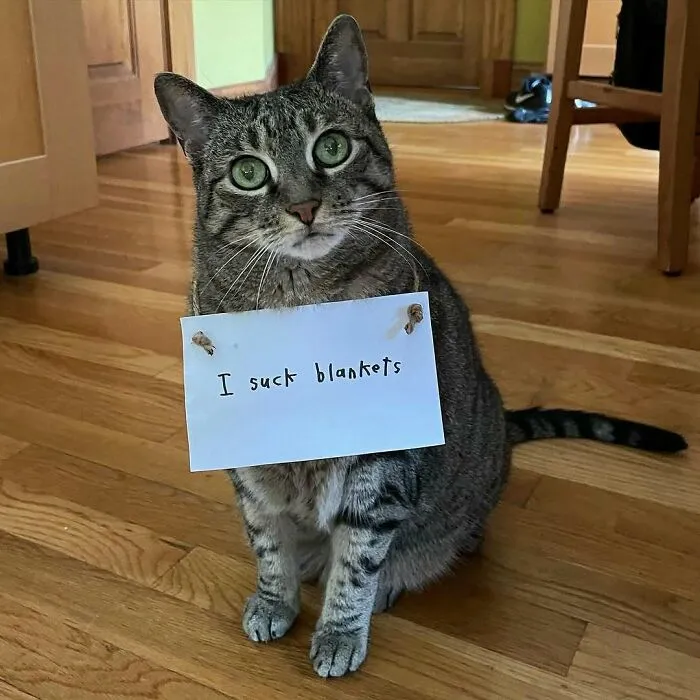 Cat Shaming