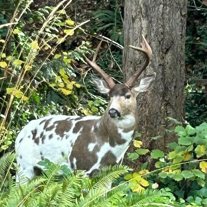 This Gorgeous Fella Foraging In Our Back Forest