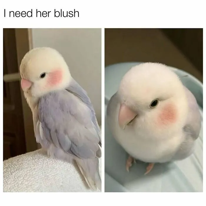 109 Memes That Prove Humor Makes Life’s Chaos Easier To Handle